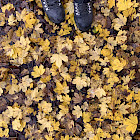 Con i piedi per terra, tra le foglie